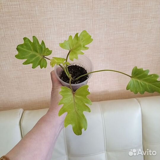 Филодендрон ксанаду и Ксанаду Голд