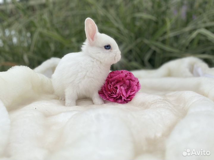 Кролик с клеткой