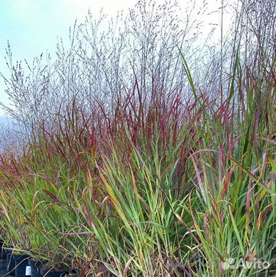 Просо прутьевидное 