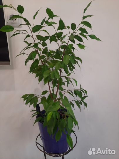 Фикус бенджамина