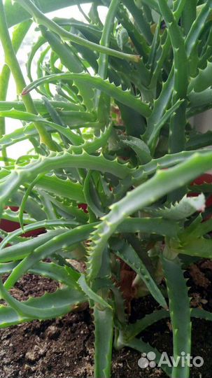 Алоэ (рассада)