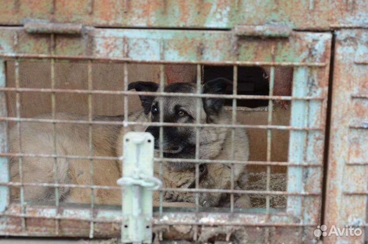 Стив ищет дом (собака из приюта)