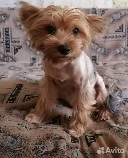 Йоркширский терьер, девочка