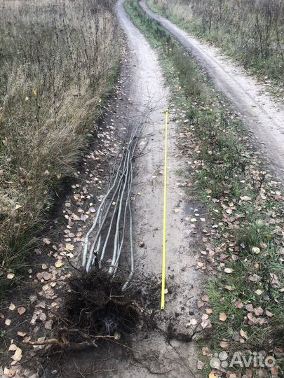 Саженцы Рябина, клена, липы обыкновеная