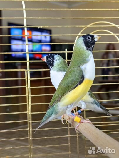 Амадины гульда