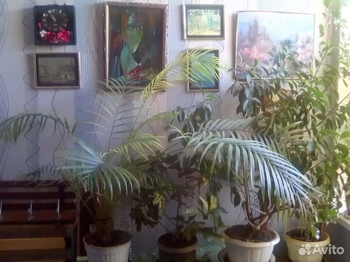 Комнатные цветы