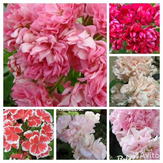 Пеларгония, герань сортовая