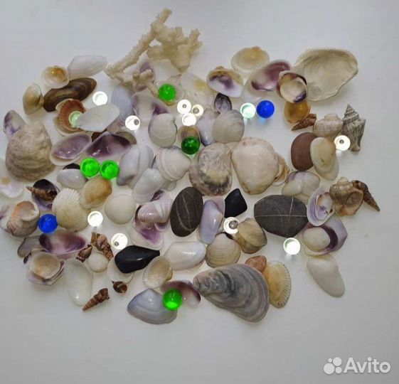 Черноморские ракушки