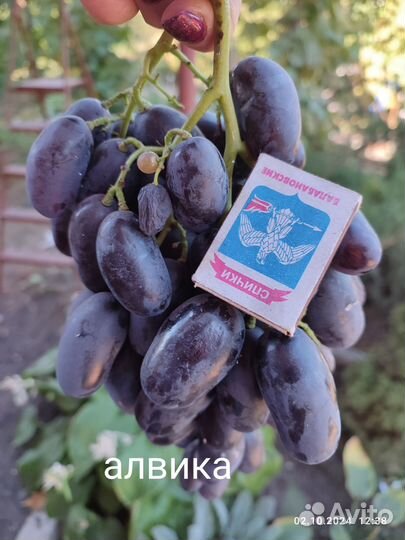 Черенки винограда