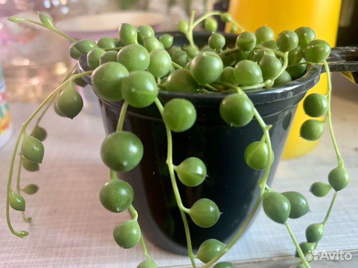 Крестовник роули