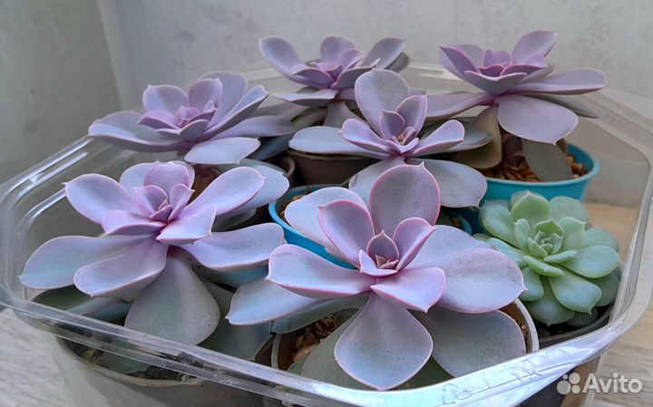 Эхеверия Перл фон Нюрнберг