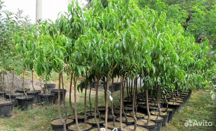 Саженцев плодовых деревьев от производителя