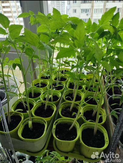 Рассада томатов монгол карлик и сладкий перец лук