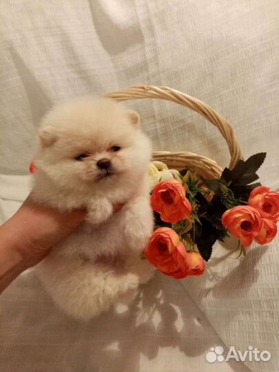 Мишки померанские миник