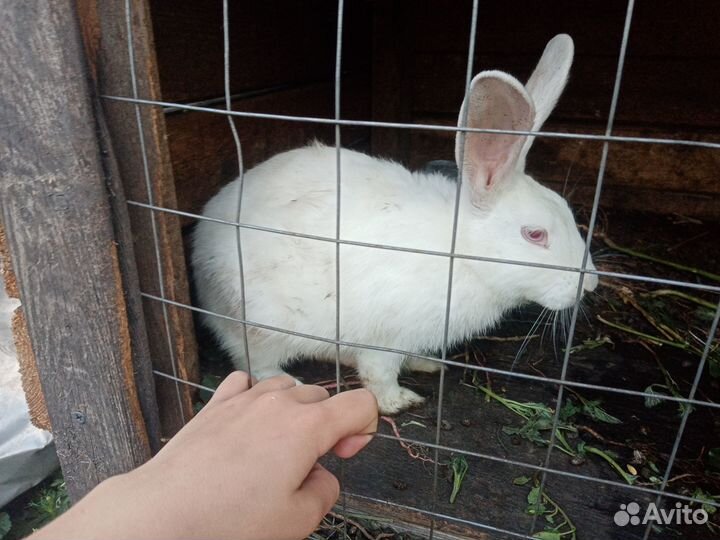 Продам кроликов