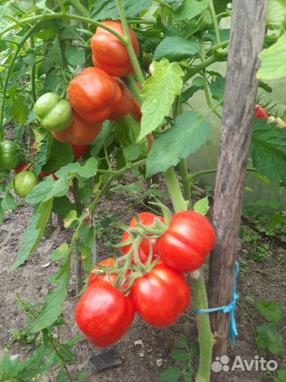 Помидоры свежие домашние