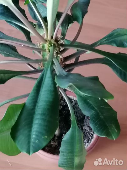 Молочай гребенчатый