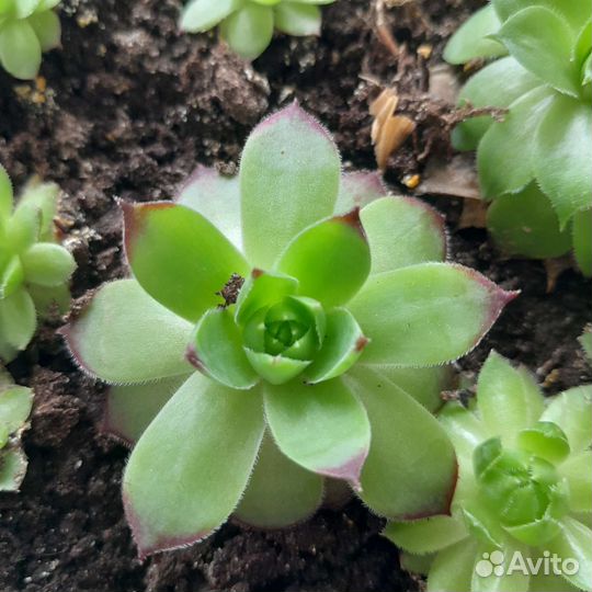 Молодило(каменная роза)