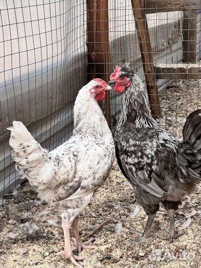 Молодые петухи