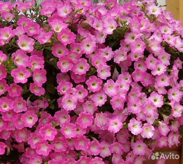 Рассада петунии сурфинии висты