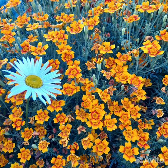 Бархатцы тонколистные