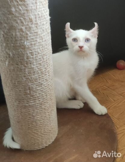 Американский кёрл котенок