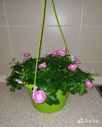 Катарантус ампельный