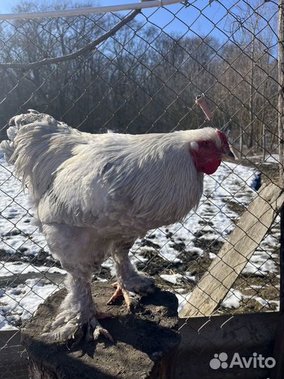 Петух на племя