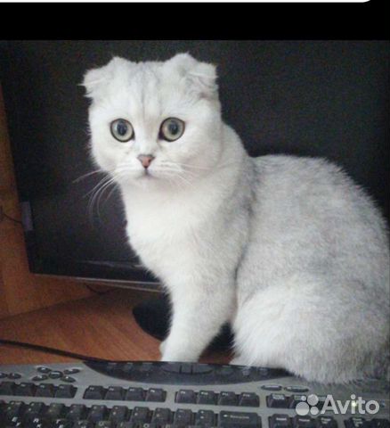 Шотландская кошка, серебристая шиншилла объявление продам
