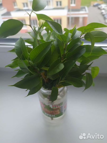 Комнатные цветы