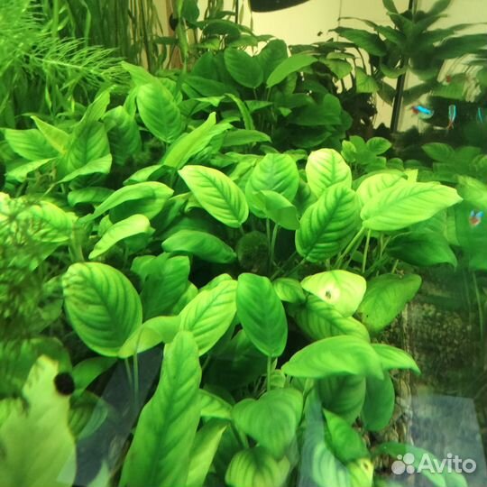 Аквариумное растение Анубис отдам бесплатно