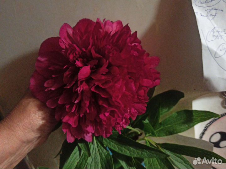 Пионы разные и даже с цветком