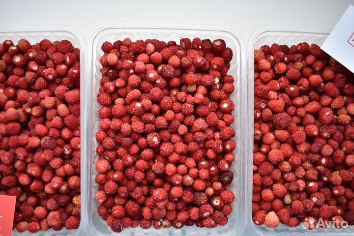 Замороженная лесная земляника