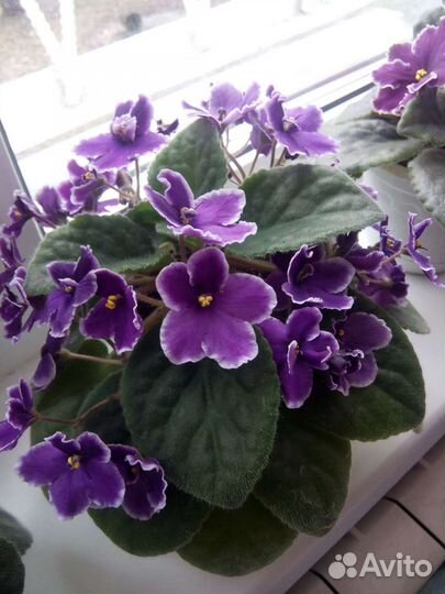 Фиалка детки