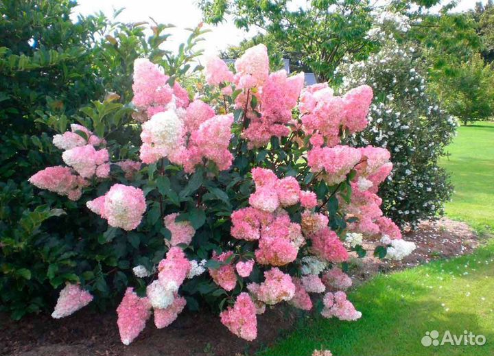 Зимостойкие сибирские саженцы