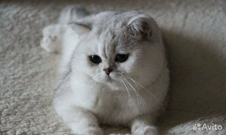 Шотландский кот