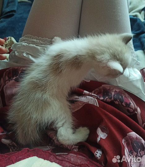 Отдам котят в добрые руки бесплатно