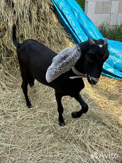 Продам дойных коз