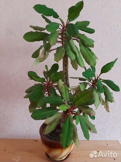 Цветы молочая