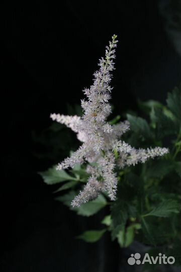 Астильба Арендса Америка