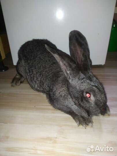Кролики породы фландр