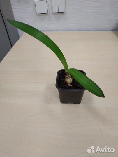 Молодой рыжий гиппеаструм