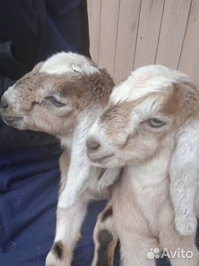 Козлята нубийские чистокровные