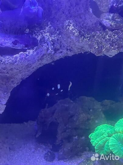 Морские рыбки. Клоун премнас