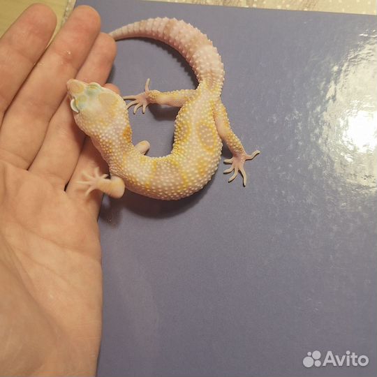 Геккон эублефар