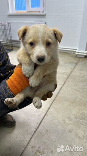 Щенок в добрые руки