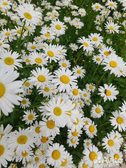 Ромашка крупная, клубника и многолетники