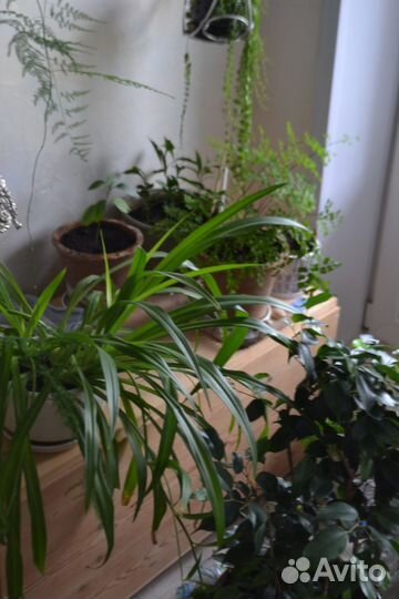 Хлорофитум