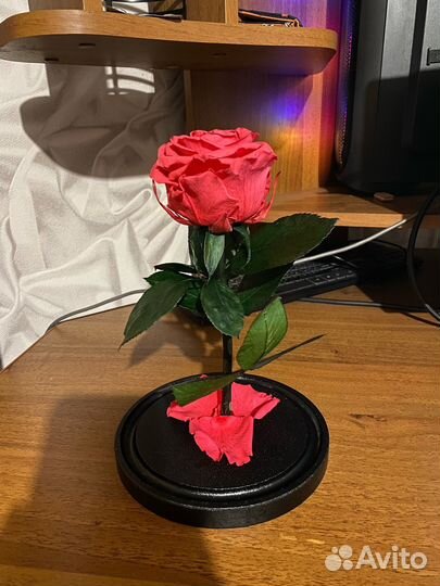 Настоящая роза в колбе