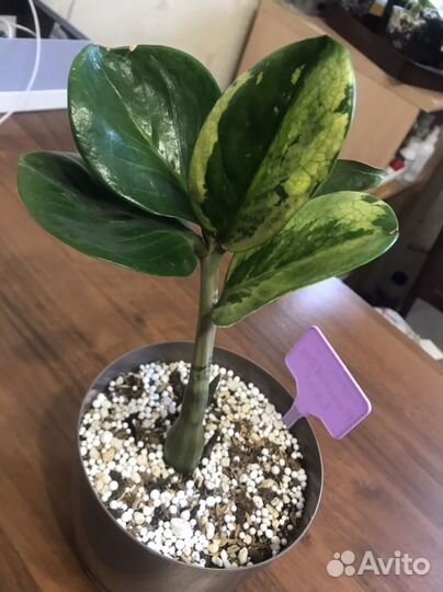 Замиокулькас big Round leaf